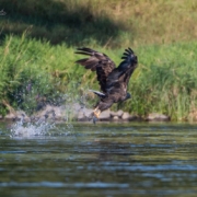 Seeadler mit Fisch