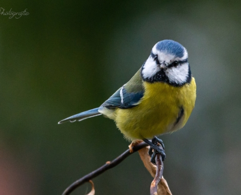 Blaumeise in Oranienbaum