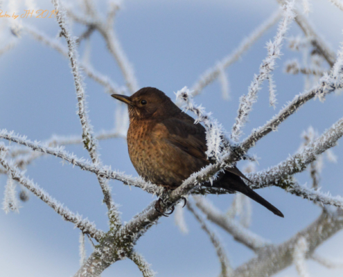 Amsel im Winter