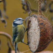 Blaumeise an Kokoskugel 2023