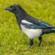 Elster auf Futtersuche