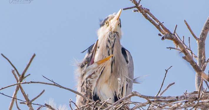 Graureiher mit Nachwuchs