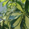 Pflanzenstärkung nach Befall von Schildläusen auf Schefflera