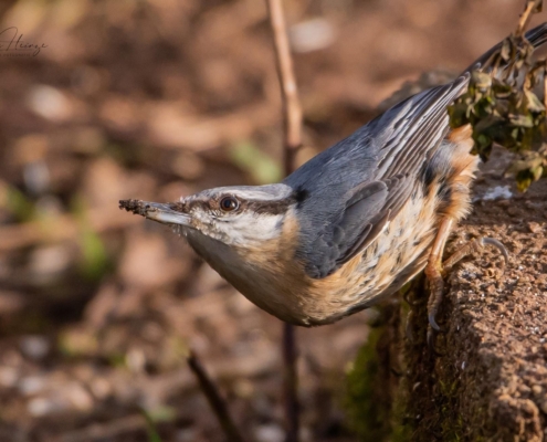 Kleiber auf Futtersuche