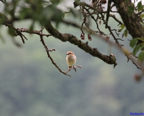 Neuntöter Jungvogel