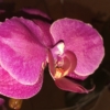 Pflanzenstärkung bei Orchideen nach Befall von Blattläusen