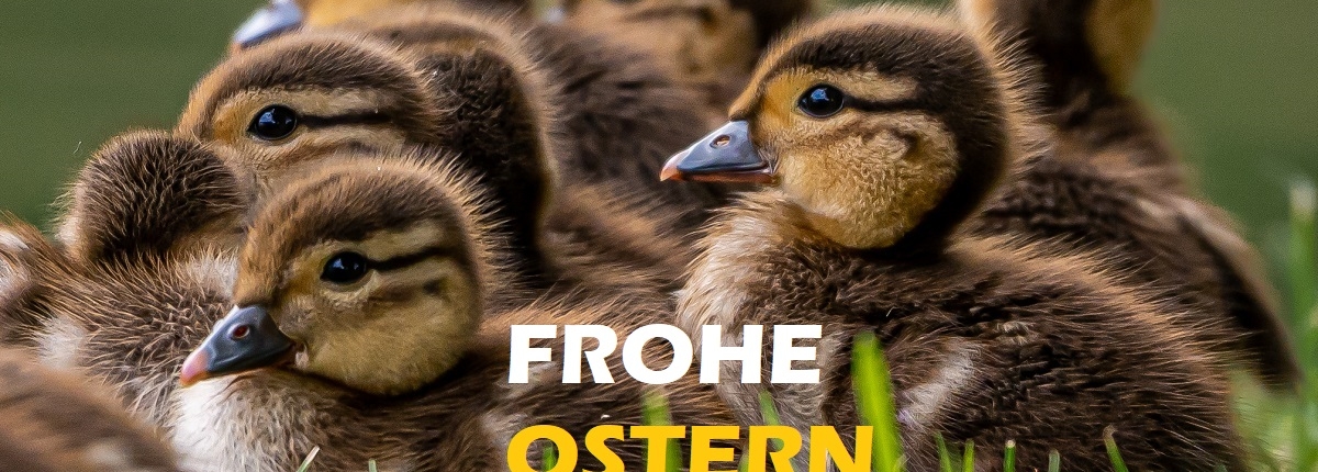 Mandarinenten Nachwuchs 25