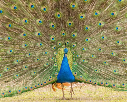 Pfau im Prachtkleid