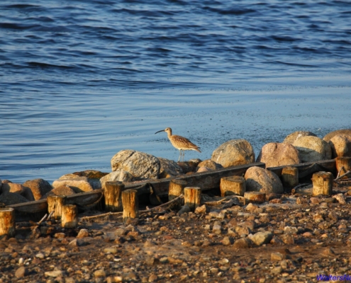 Regenbrachvogel