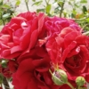 Pflanzenstärkung nach Befall von Blattläusen auf Rosen