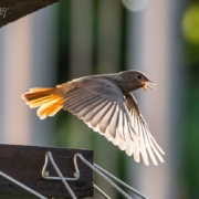 Rotschwänzchen in Oranienbaum