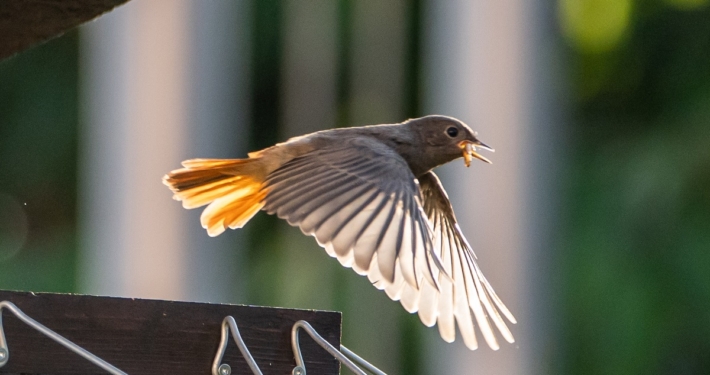 Rotschwänzchen in Oranienbaum