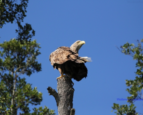 Seeadler_IMG_2708