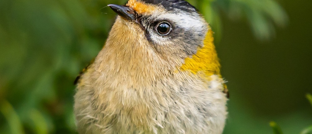 Sommergoldhähnchen_2024