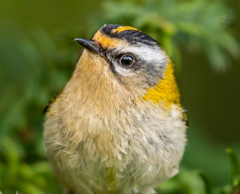 Sommergoldhähnchen_2024