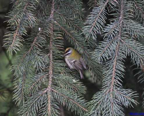Sommergoldhähnchen