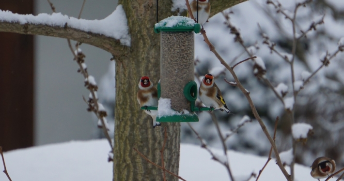 Stieglitz an einer Futterstelle