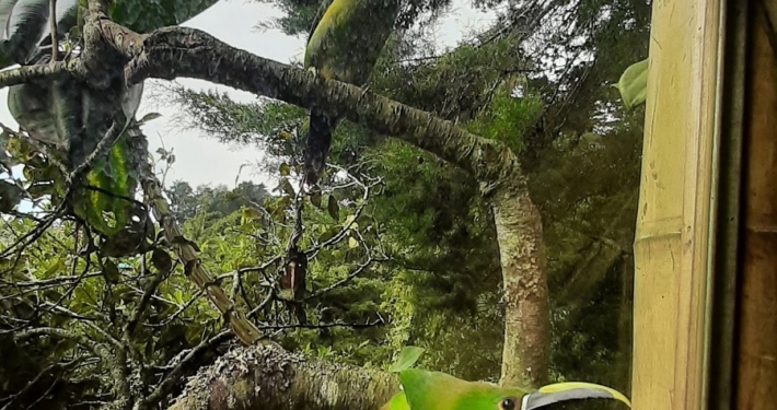 Freilebende Tukane im Regenwald von Kolumbien