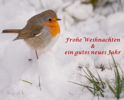 Frohe Weihnachten